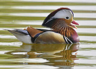 Canard mandarin