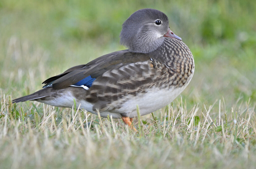 Canard mandarin femelle adulte, identification