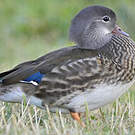 Canard mandarin