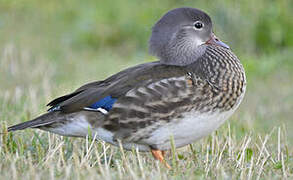 Mandarin Duck