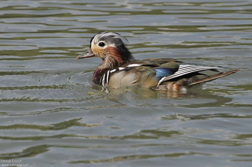 Canard mandarin mâle adulte transition