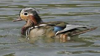 Canard mandarin