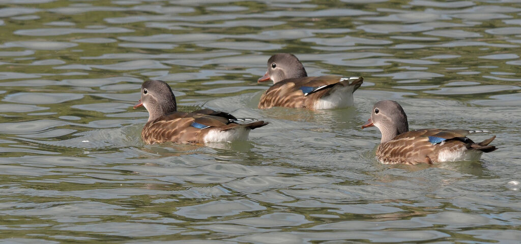 Mandarin Duck female adult, identification