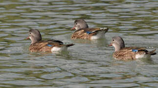 Mandarin Duck