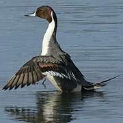 Northern Pintail