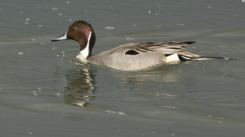 Northern Pintail male adult breeding, identification