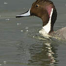 Canard pilet