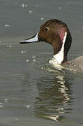 Northern Pintail