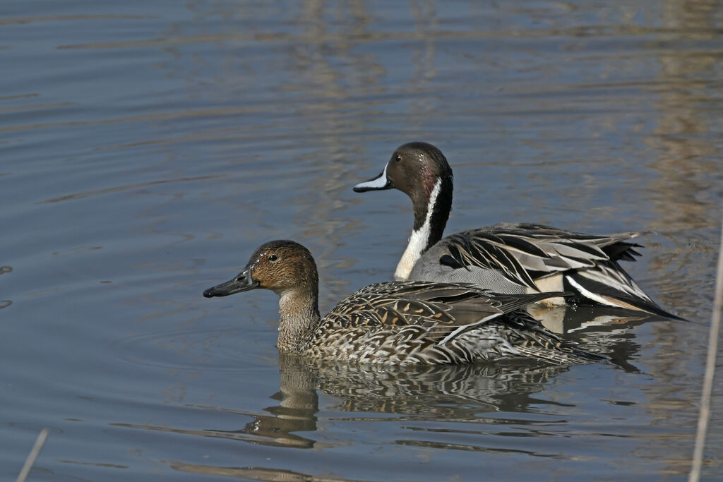 Northern Pintailadult breeding