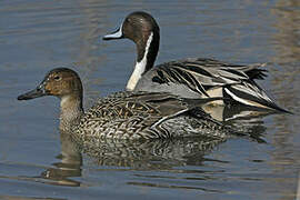 Canard pilet