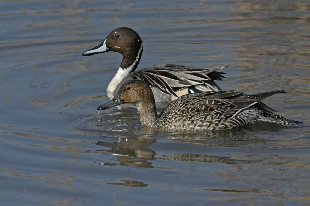 Northern Pintailadult breeding