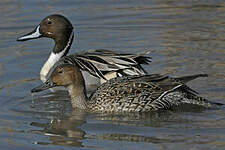 Canard pilet