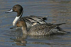 Northern Pintail