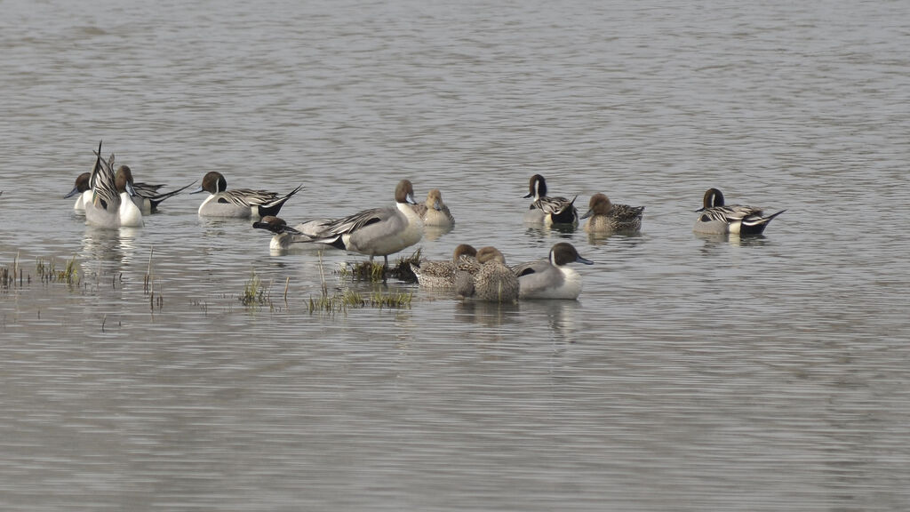 Northern Pintail, identification