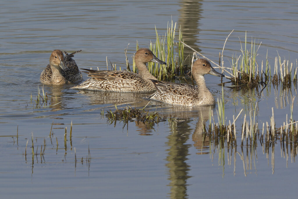 Canard pilet femelle adulte, identification