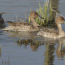 Canard pilet