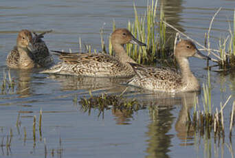 Canard pilet