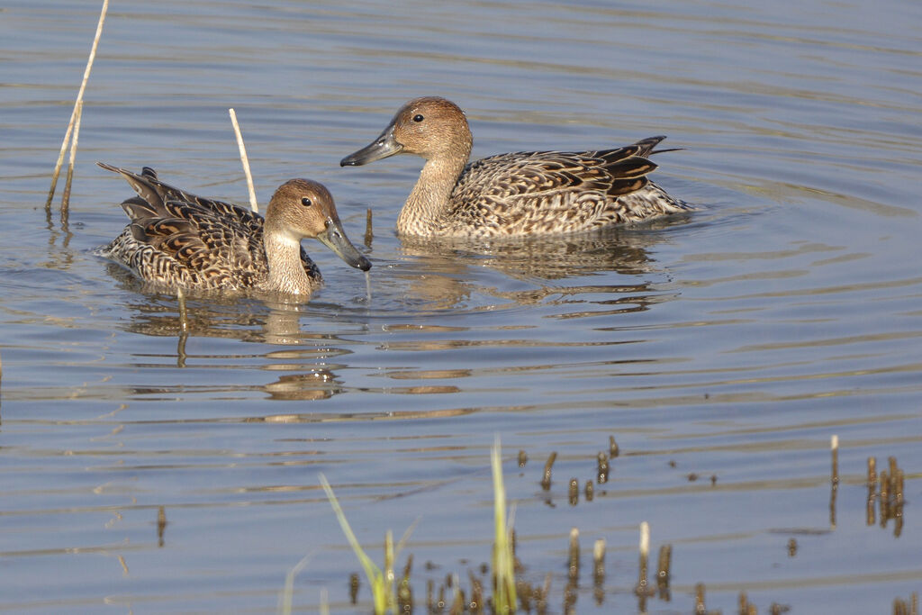 Canard pilet femelle adulte, identification