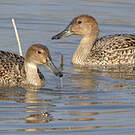 Canard pilet