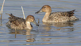 Canard pilet