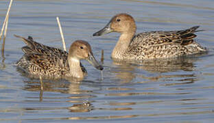 Northern Pintail