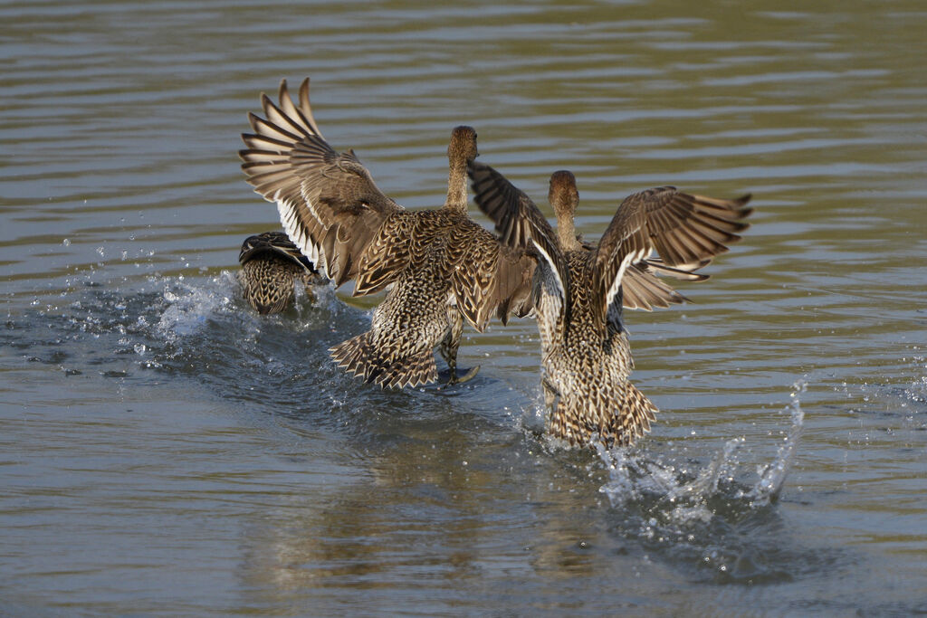 Canard pilet, identification