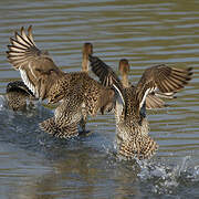 Canard pilet