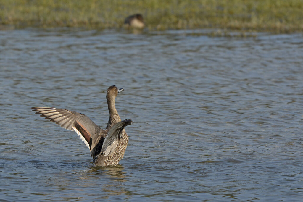 Canard pilet mâle adulte, identification