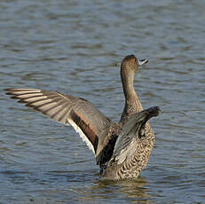 Canard pilet