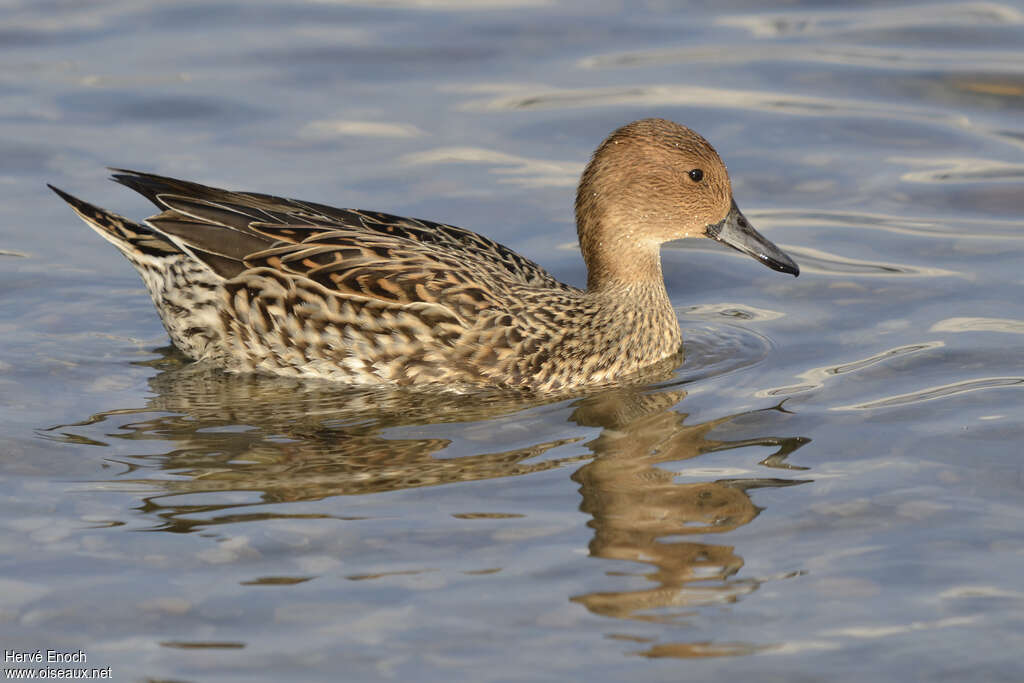 Canard pilet femelle adulte, identification