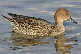 Canard pilet