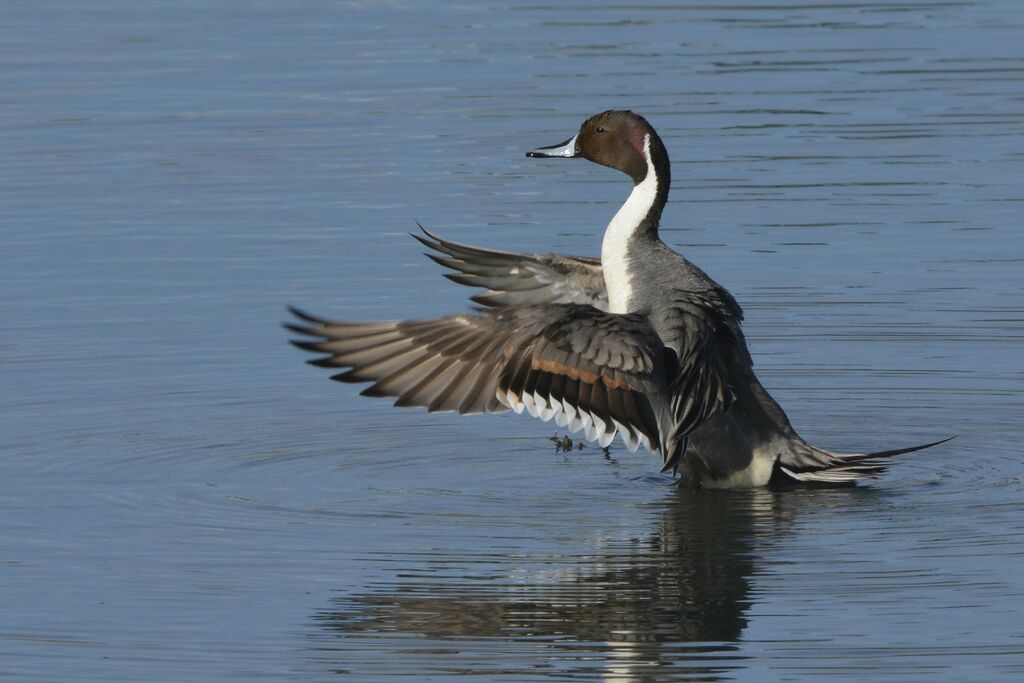 Northern Pintail male adult breeding, identification