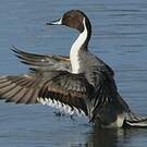 Canard pilet