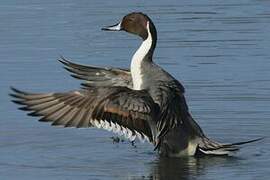 Northern Pintail