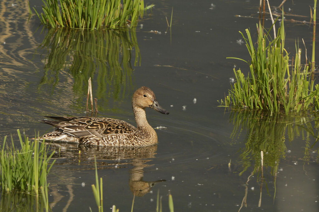 Canard pilet femelle adulte, identification