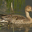 Canard pilet