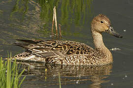 Northern Pintail