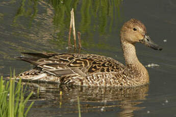 Canard pilet