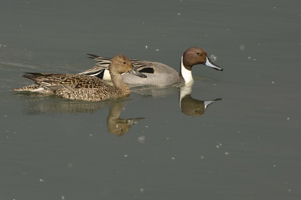 Canard piletadulte nuptial