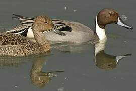 Northern Pintail