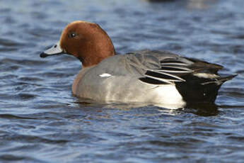 Canard siffleur