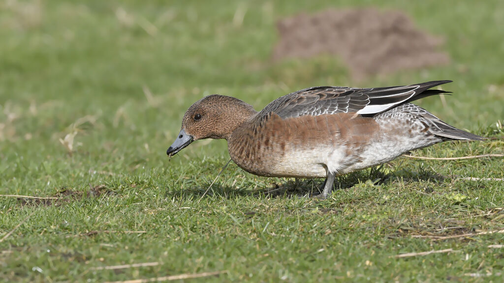 Eurasian Wigeon female adult breeding, identification