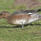 Canard siffleur