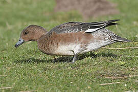 Eurasian Wigeon