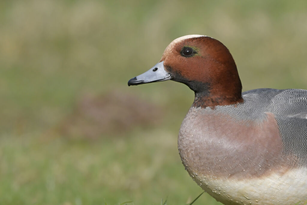 Eurasian Wigeon male adult breeding, close-up portrait