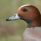 Canard siffleur