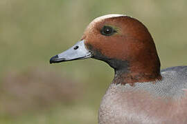 Eurasian Wigeon