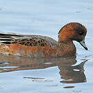 Canard siffleur