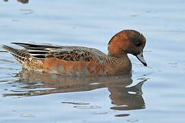 Eurasian Wigeon