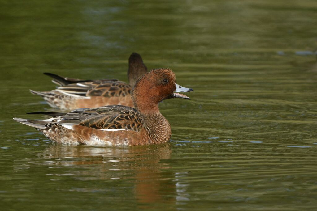 Canard siffleur 